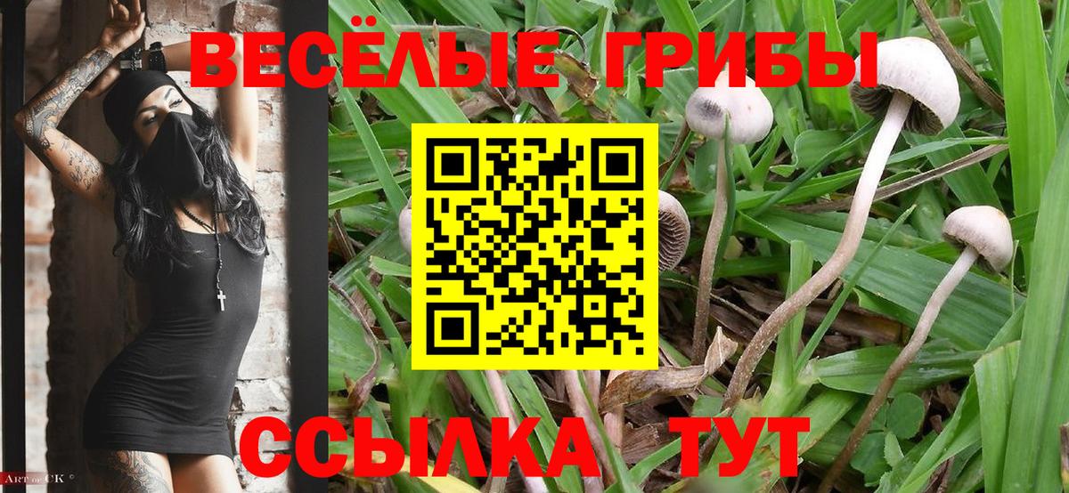 Псилоцибиновые грибы Cubensis Нижний Тагил